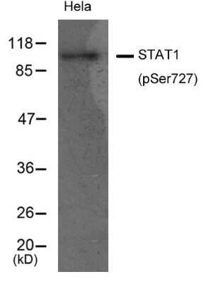 Western Blot: STAT1 [p Ser727] Antibody [NB100-82209]